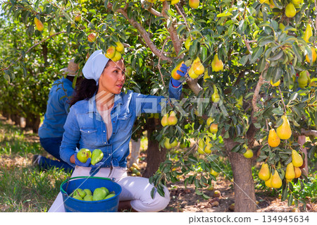 Woman and man picking pears in garden Woman and man picking pears in garden 134945634