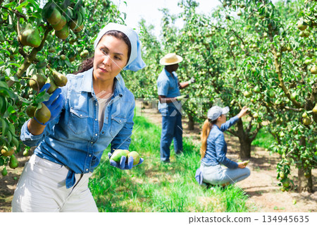 Woman farmer picking ripe pears in orchard 134945635