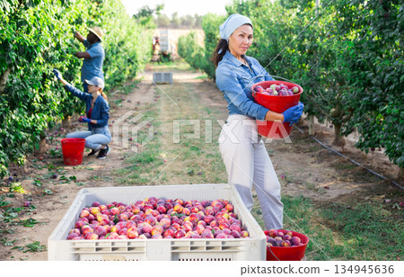 Asian woman gardener with red bucket picking plums Asian woman gardener with red bucket picking plums 134945636