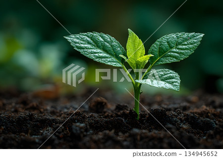 成長與新生活概念 134945652