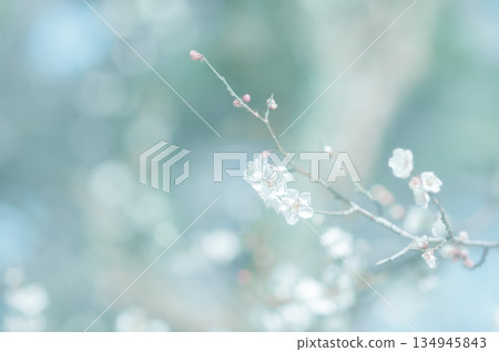 梅花和花蕾，李子，春天的陽光 134945843