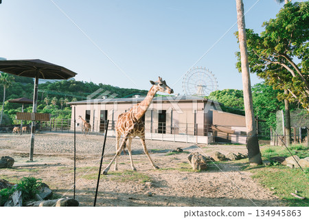 長頸鹿走 134945863