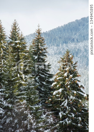 Christmas winter fir tree background banner 134945895