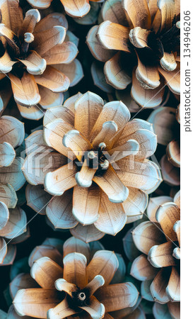 Close-up of pine cone textur e with brown woody scales and natural organic conifer pattern for background design. 134946206