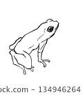 A frog 134946264