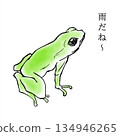 Frog on rainy day 134946265