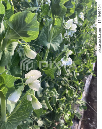 White flowers and leaves of snap peas (variety: Nimura salad snap) that shine through the light 134946404