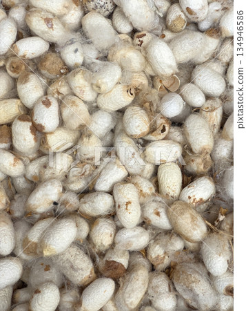 Silkworm cocoons yielding natural raw silk fiber 134946586