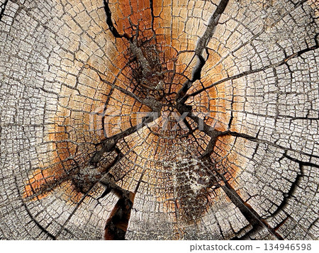 Old tree stump showing weathered growth rings 134946598