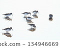A flock of Dunlins foraging 134946669