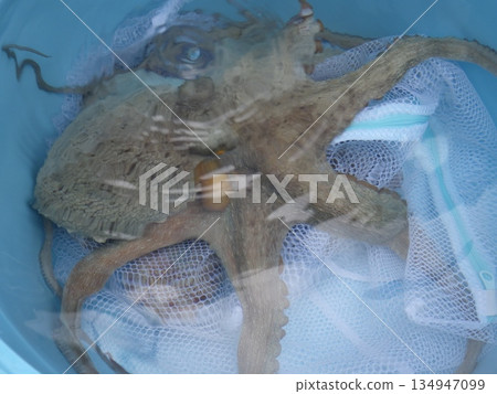 I caught a true octopus I caught a true octopus 134947099