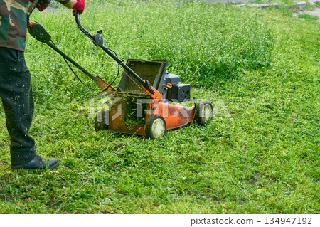 Summer lawn service.Grass cutting with handle lawn mower  134947192