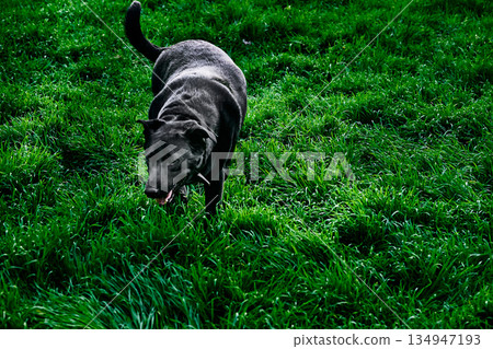 A scary black sorcerer's dog on the twilight green grass A scary black sorcerer's dog on the twilight green grass 134947193
