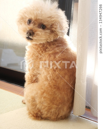 Toy poodle sunbathing 134947266
