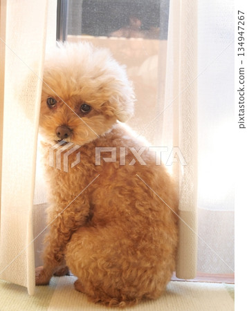 Toy poodle sunbathing Toy poodle sunbathing 134947267