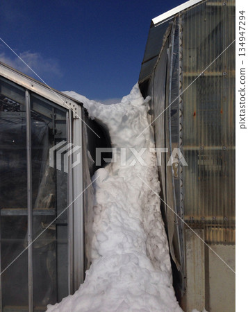 【照片】溫室之間堆積了大量積雪，並壓在側牆上（2014 年大雪造成的損壞，積雪堆積） 134947294
