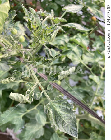 【病害照片】櫻桃番茄黃葉雪茄病早期症狀（品種：Amakkako，葉片捲曲發黃） 134947587