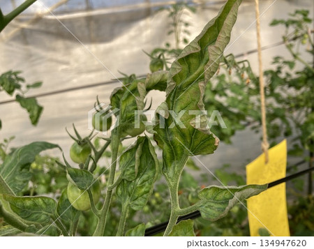 [Disease photo] Mid-stage symptoms of yellow leaf curl disease in cherry tomatoes and sticky traps (variety: Amagokko, advanced leaf curling and yellowing) 134947620