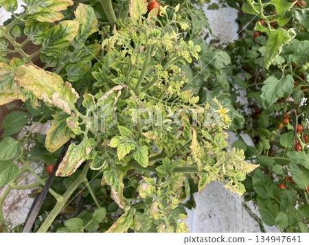 【病害照片】櫻桃番茄黃葉雪茄病導致生長點萎縮(品種:Ama-kko,叢生矮化) 【病害照片】櫻桃番茄黃葉雪茄病導致生長點萎縮(品種:Ama-kko,叢生矮化) 134947641