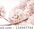 被太陽照亮的櫻花 134947744