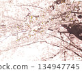 從樹下仰望的盛開的櫻花 134947745