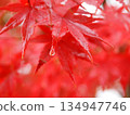 鮮紅的秋葉上掛著露珠 134947746
