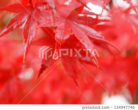 鮮紅的秋葉上掛著露珠 134947746