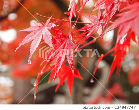 秋葉在雨中 134947747