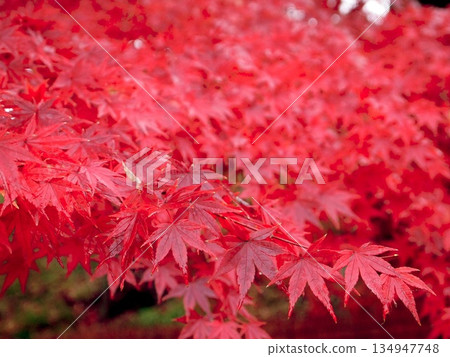 鮮紅的秋葉 134947748