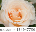 美麗的玫瑰花朵 134947750