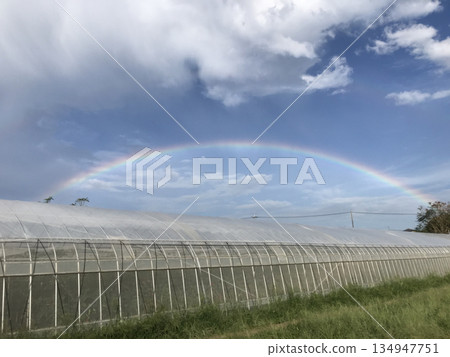 溫室上方一道巨大的彩虹拱門（雨後鄉村景色和藍天） 134947751