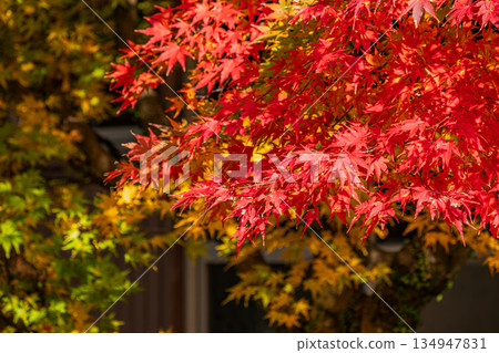 Autumn foliage scenery at Lake Mikawa in Toyota City (Aichi Prefecture) Autumn foliage scenery at Lake Mikawa in Toyota City (Aichi Prefecture) 134947831