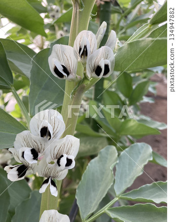 義大利蠶豆「Fave」獨特的黑白相間花朵(開花,特寫) 義大利蠶豆「Fave」獨特的黑白相間花朵(開花,特寫) 134947882