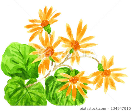 水彩蜂斗菜 26103像素7 134947910