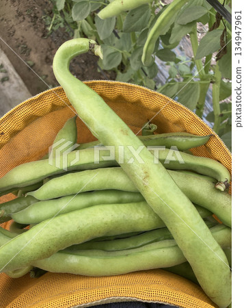 A basket full of fresh Italian fava beans, "Fave" (freshly harvested) A basket full of fresh Italian fava beans, "Fave" (freshly harvested) 134947961