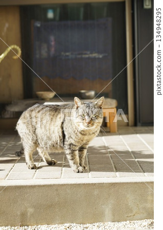 Cat  134948295
