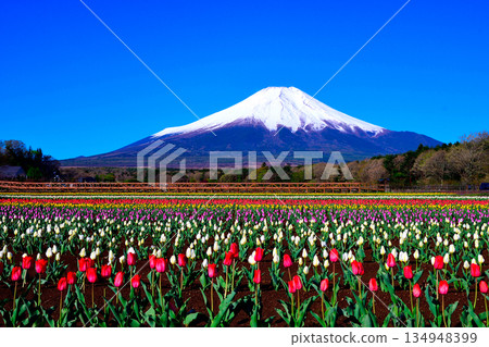 Snow-capped Mount Fuji seen from the tulip fields Snow-capped Mount Fuji seen from the tulip fields 134948399