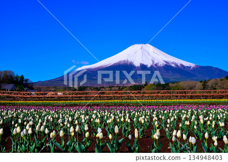 從鬱金香花田望去,富士山白雪皚皚。 從鬱金香花田望去,富士山白雪皚皚。 134948403