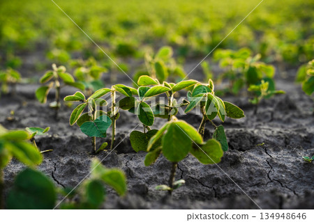 Close view of young soybean seedlings emerging from dry soil, sustainable agriculture, early growth stage and farming concept 134948646