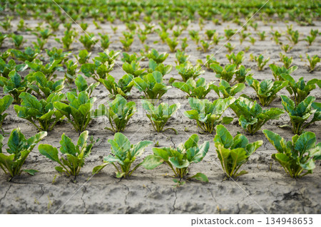 Green beet crops growing in straight rows on fertile farmland, sustainable agriculture, farming activity, vegetable crop cultivation landscape Green beet crops growing in straight rows on fertile farmland, sustainable agriculture, farming activity, vegetable crop cultivation landscape 134948653