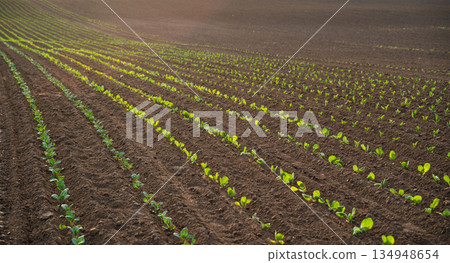 Wide agricultural field with young cabbage plants growing in curved rows, sustainable agriculture, early crop growth and rural farming concept 134948654