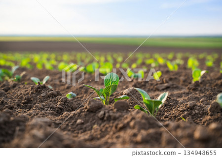 Young cabbage seedlings emerging from soil in agricultural field, sustainable farming, early crop growth and vegetable agriculture Young cabbage seedlings emerging from soil in agricultural field, sustainable farming, early crop growth and vegetable agriculture 134948655