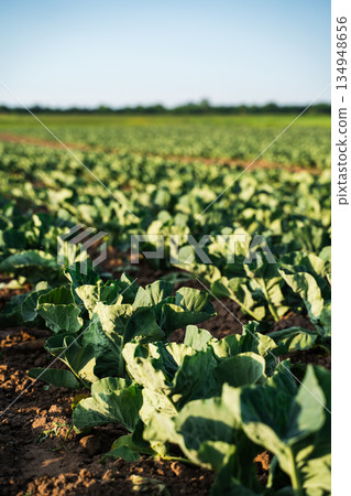 Cabbage plants growing across wide agricultural landscape, fertile soil, sustainable agriculture, crop farming and rural countryside Cabbage plants growing across wide agricultural landscape, fertile soil, sustainable agriculture, crop farming and rural countryside 134948656