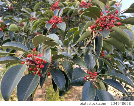 一棵美麗的庭園樹，綠葉繁茂，結滿紅色莓果。 134948698