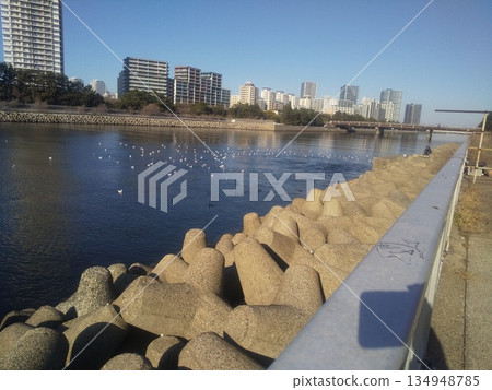 在花見河河口的黑頭鷗 在花見河河口的黑頭鷗 134948785