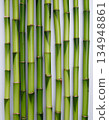 Minimalist green bamboo stalks pattern. Vertical natural stems on light background for zen and wellness design 134948861