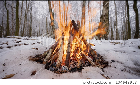 Beautiful Crackling Campfire in the Winter Birch Forest , Authentic Place Beautiful Crackling Campfire in the Winter Birch Forest , Authentic Place 134948918
