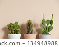 Closeup of cactuses in flowerpots on beige background. Minimal neutral interior design floral composition. Closeup of cactuses in flowerpots on beige background. Minimal neutral interior design floral composition. 134948988