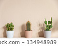 Closeup of cactuses in flowerpots on beige background. Minimal neutral interior design floral composition. Closeup of cactuses in flowerpots on beige background. Minimal neutral interior design floral composition. 134948989