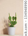 Closeup of cactus in flowerpot on beige background. Minimal neutral interior design floral composition. Closeup of cactus in flowerpot on beige background. Minimal neutral interior design floral composition. 134948990